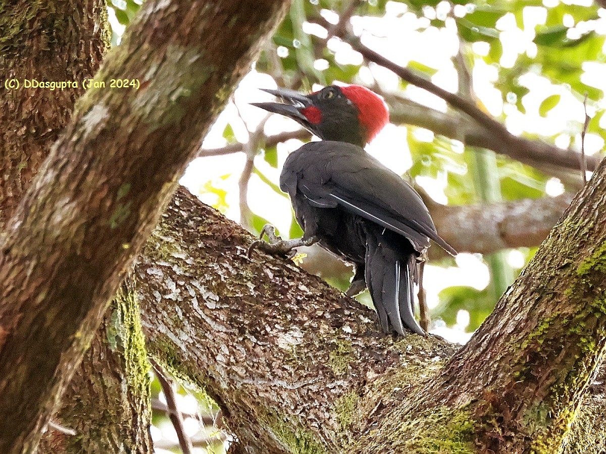 Andaman Woodpecker - ML615297744
