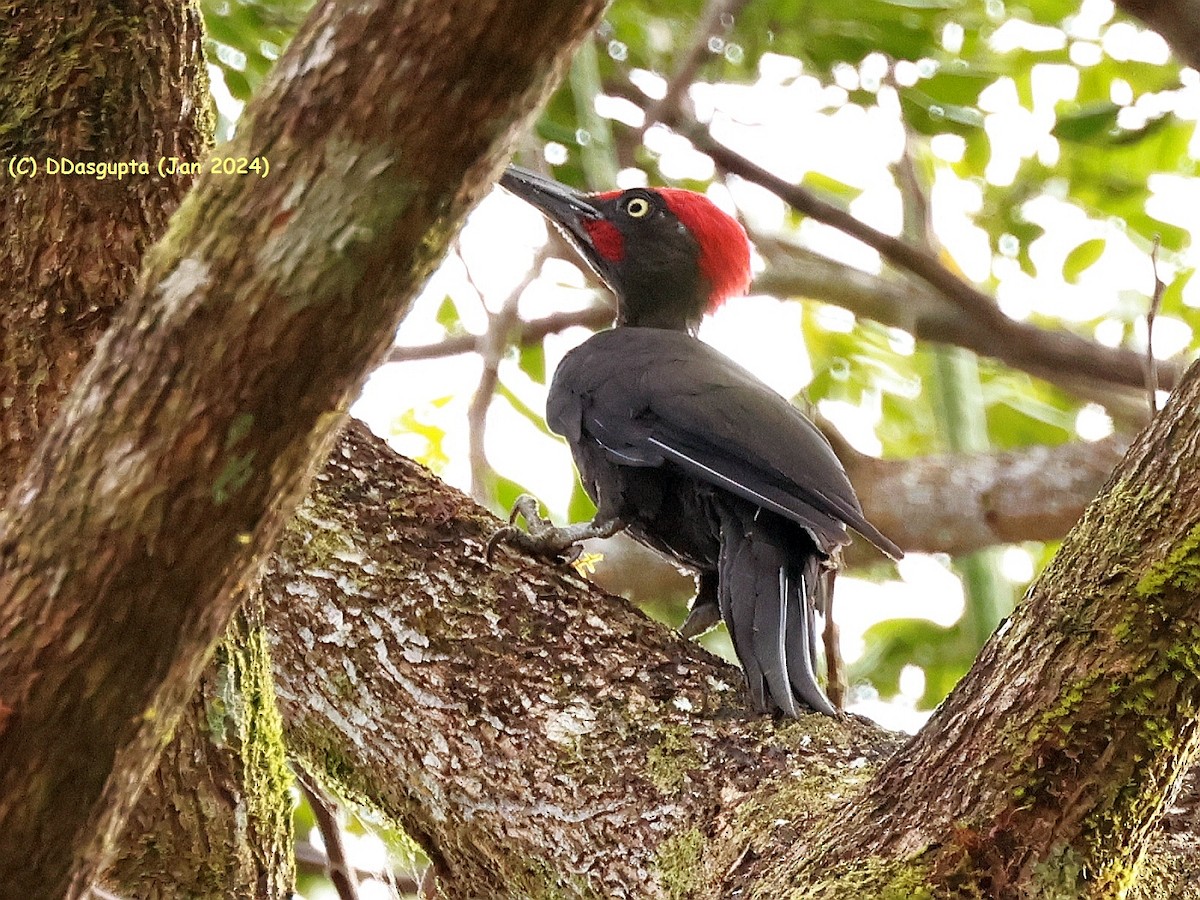 Andaman Woodpecker - ML615297745