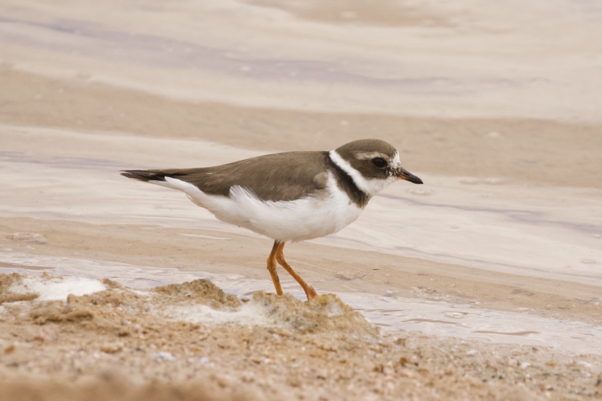 Common Ringed Plover - ML615297791
