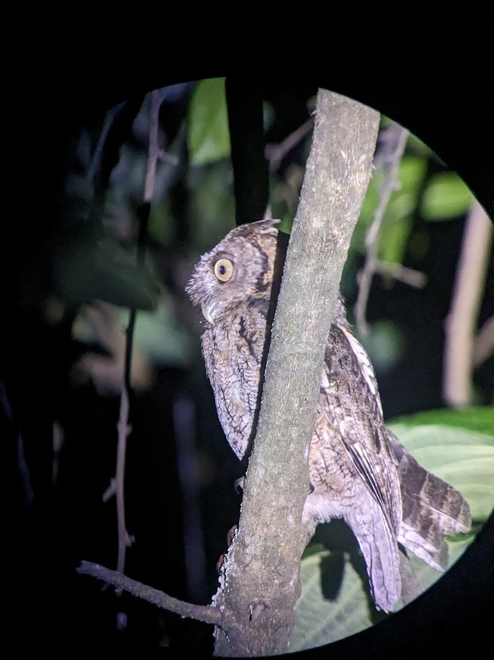 Peruvian Screech-Owl - ML615298221