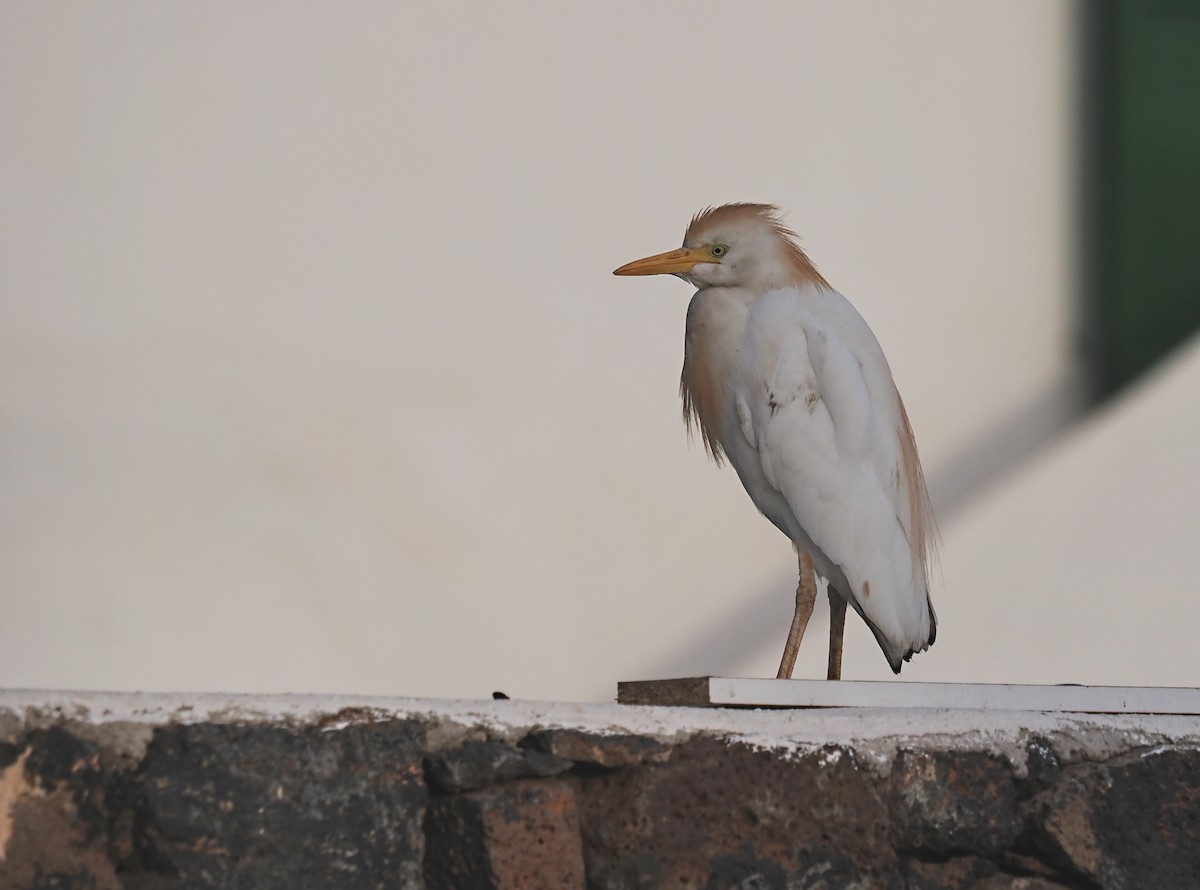 Чапля єгипетська (підвид ibis) - ML615298245