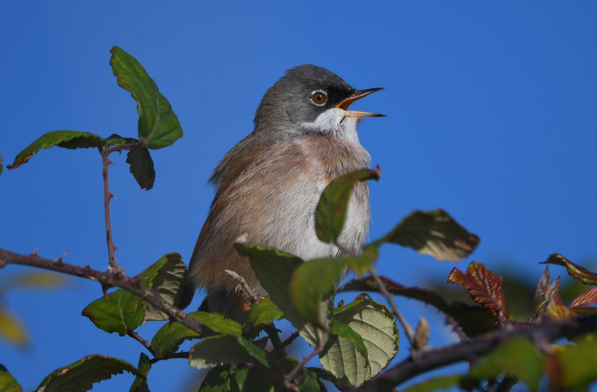 Spectacled Warbler - ML615298357