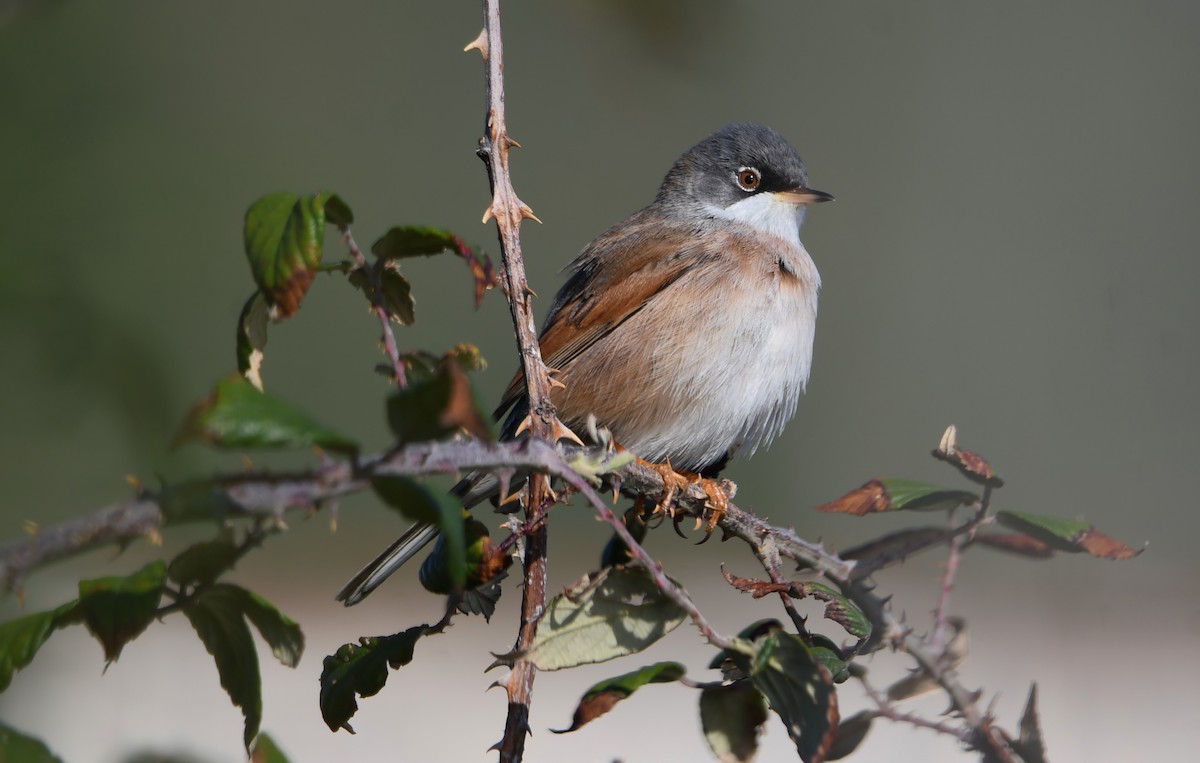 Spectacled Warbler - ML615298358