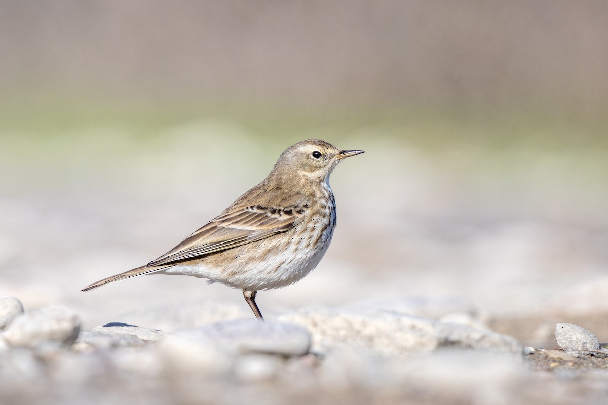 Water Pipit - ML615298572