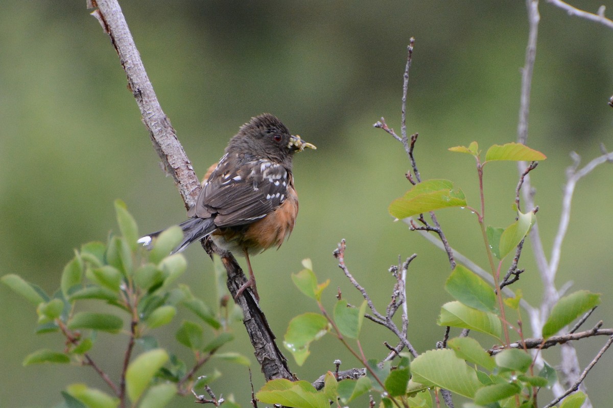 Spotted Towhee - ML615298673