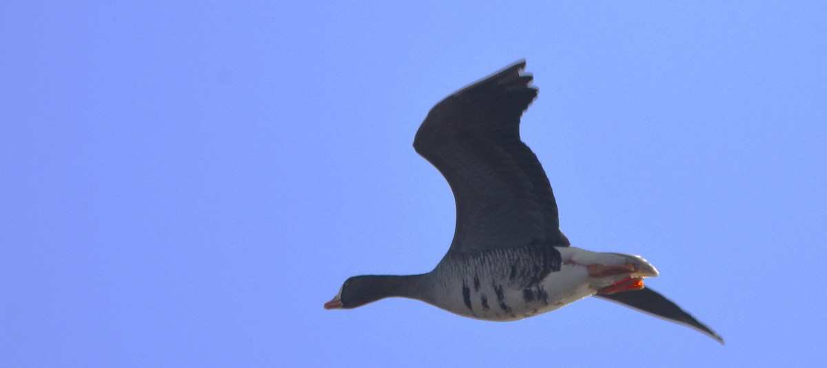Greater White-fronted Goose - ML615299139