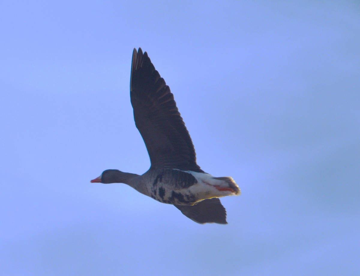 Greater White-fronted Goose - Mike Ellery