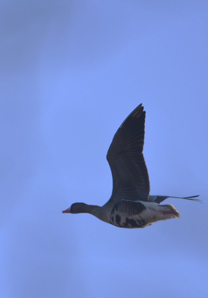 Greater White-fronted Goose - ML615299141