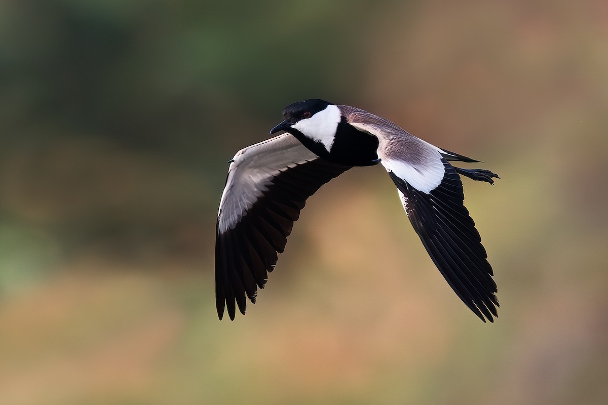 Spur-winged Lapwing - ML615299447