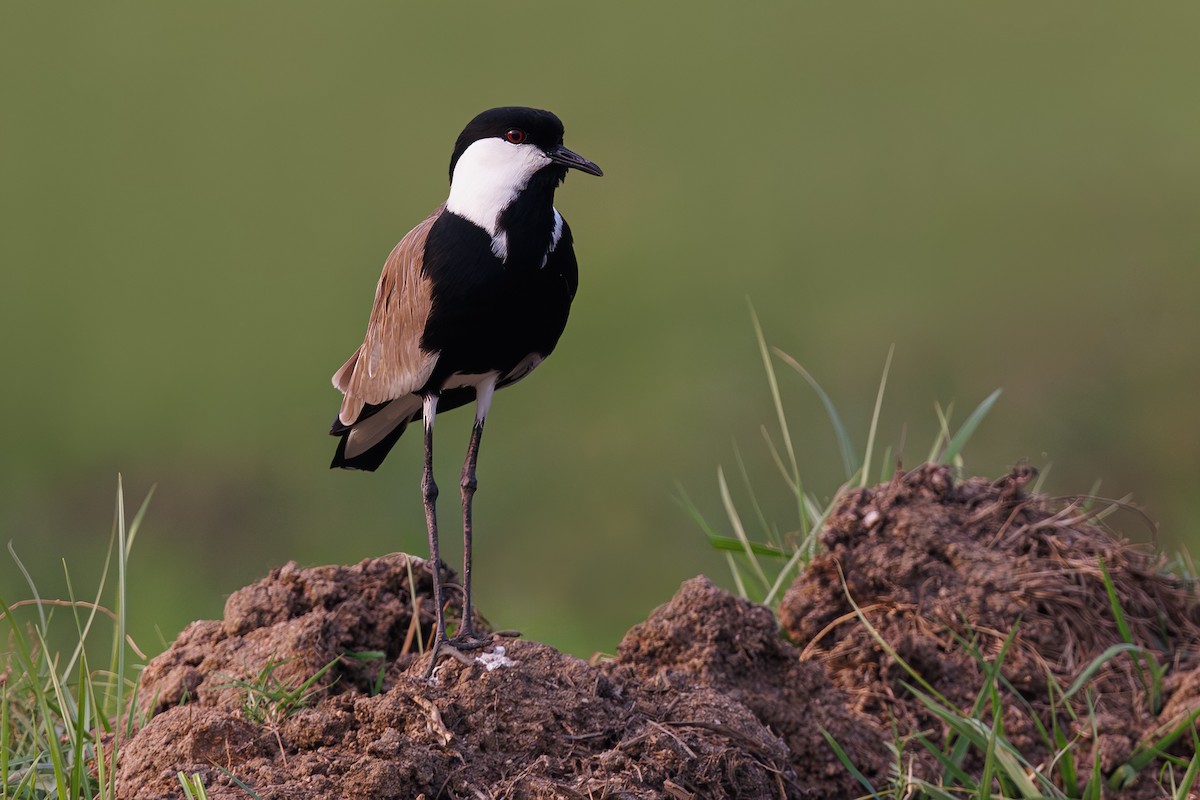 Spur-winged Lapwing - ML615299448