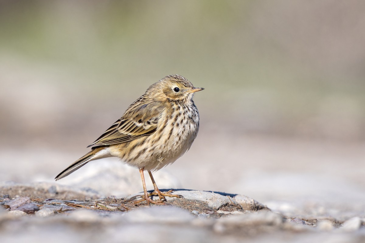 Meadow Pipit - ML615299477