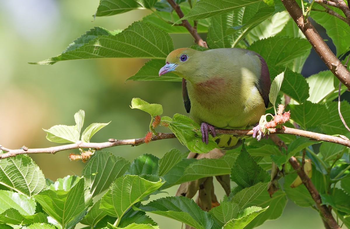 Whistling Green-Pigeon - ML615299530