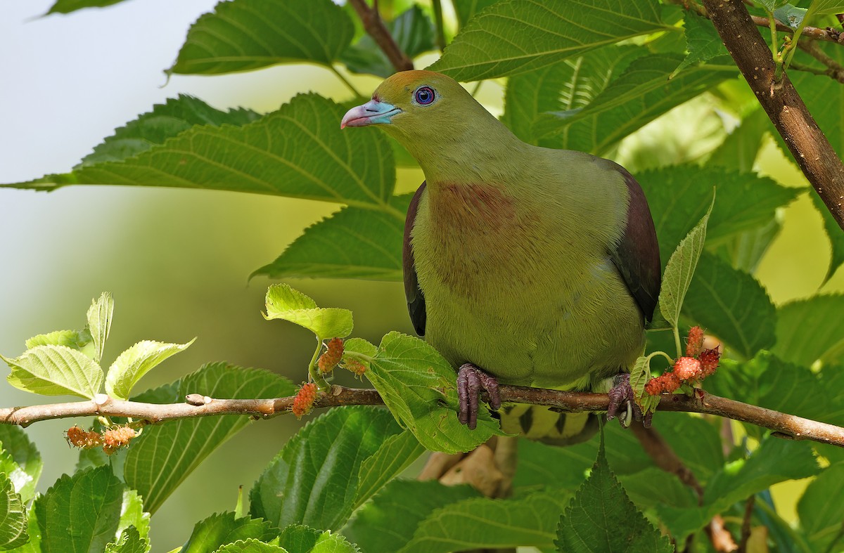 Whistling Green-Pigeon - ML615299531