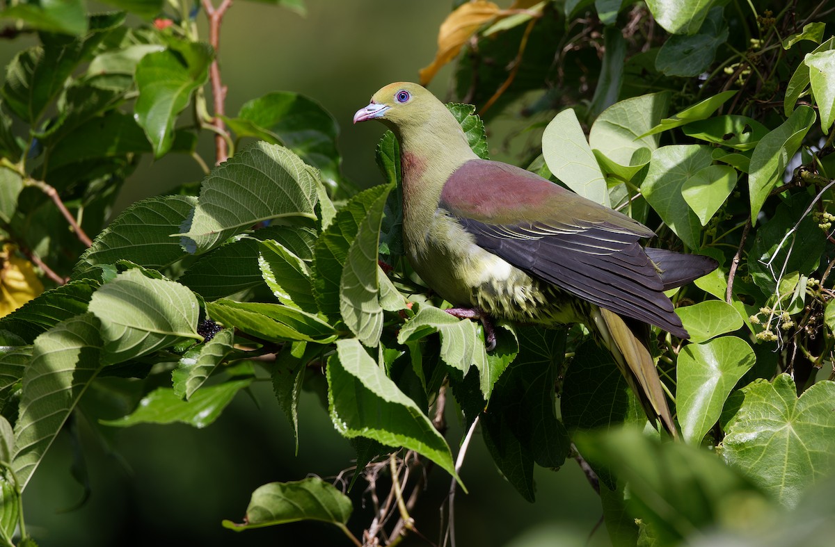 Whistling Green-Pigeon - ML615299532