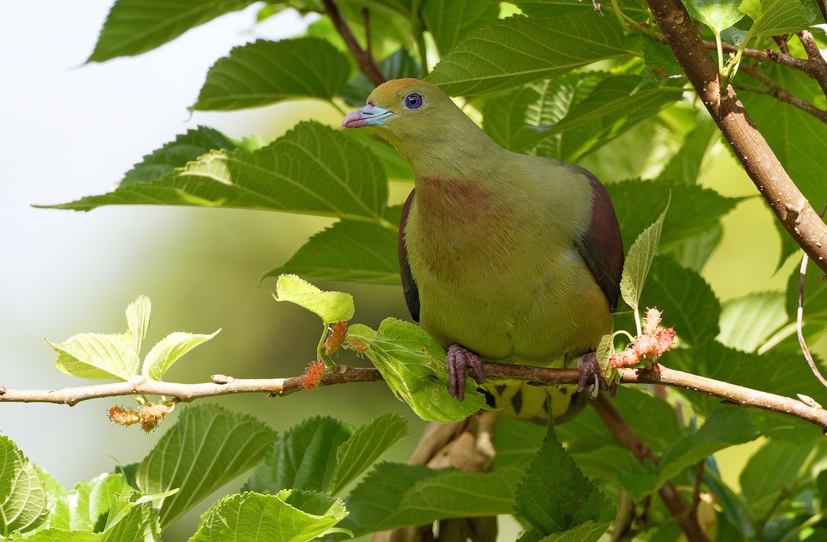 Whistling Green-Pigeon - ML615299533