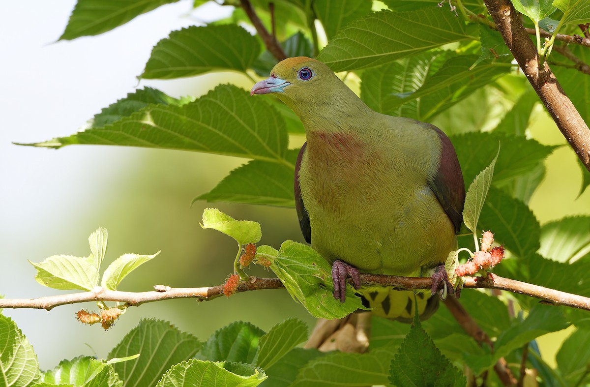 Whistling Green-Pigeon - ML615299534