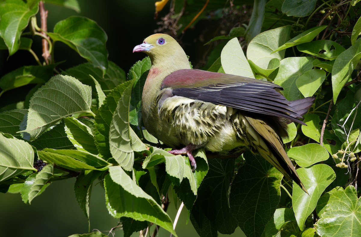 Whistling Green-Pigeon - ML615299535