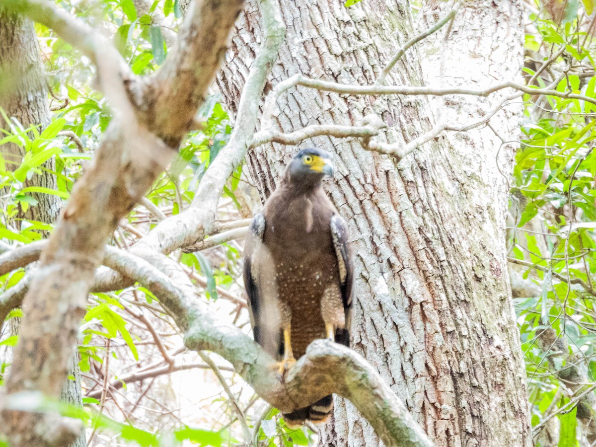 Crested Serpent-Eagle - ML615299661