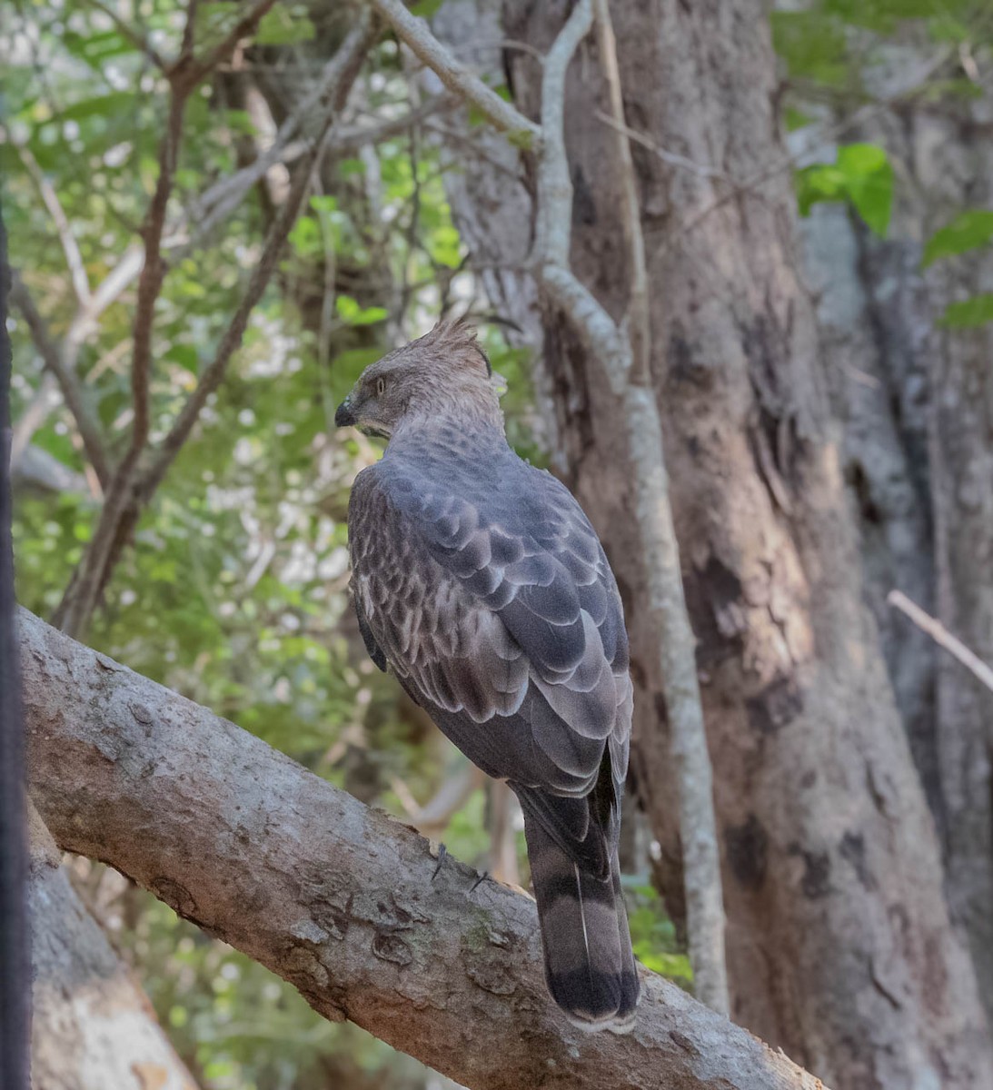 Changeable Hawk-Eagle (Crested) - ML615299702