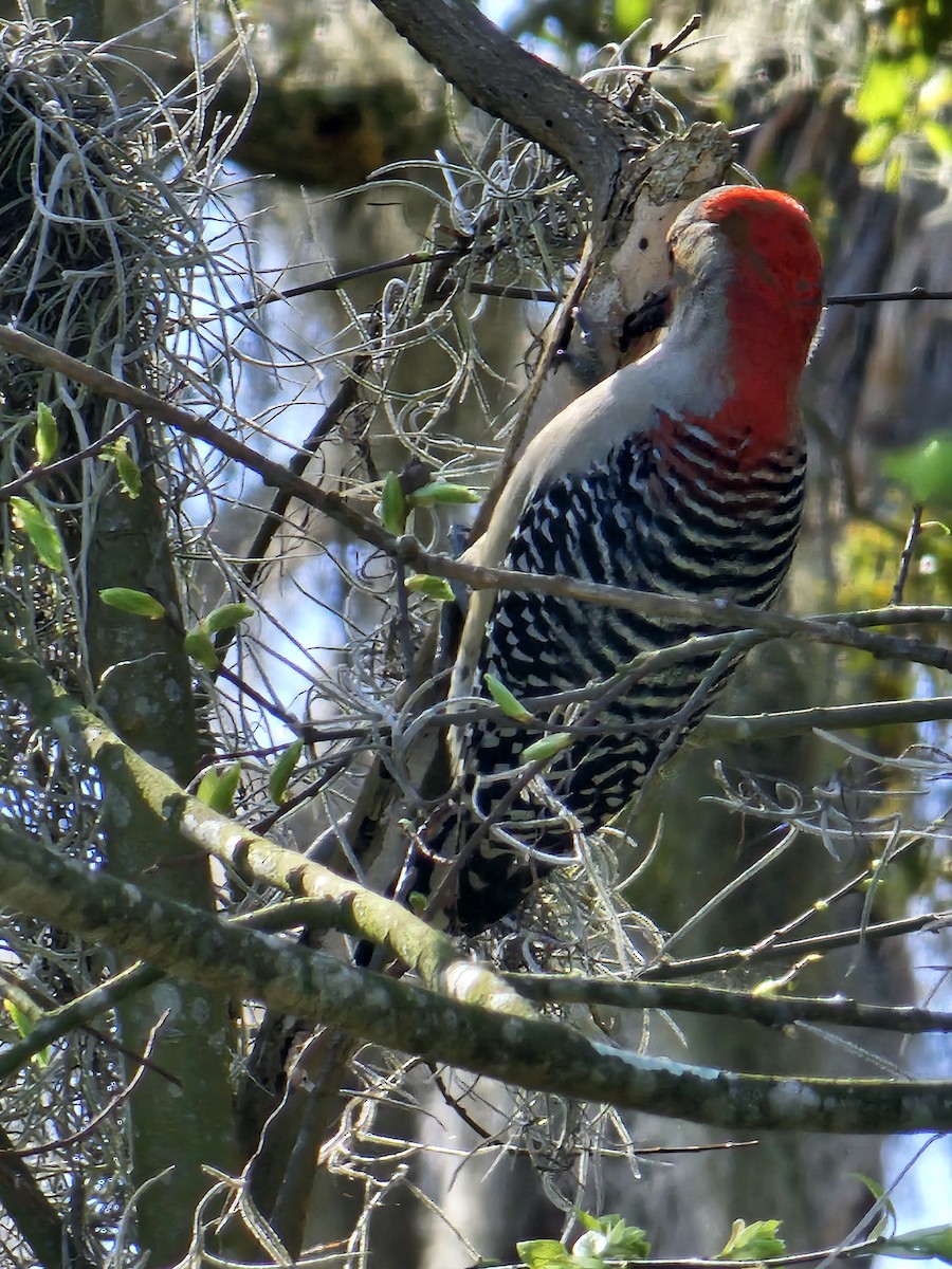 Red-bellied Woodpecker - ML615299955