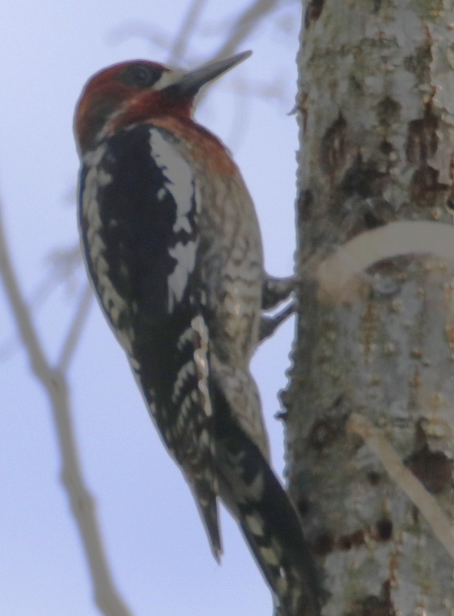 Red-breasted Sapsucker - ML615299986