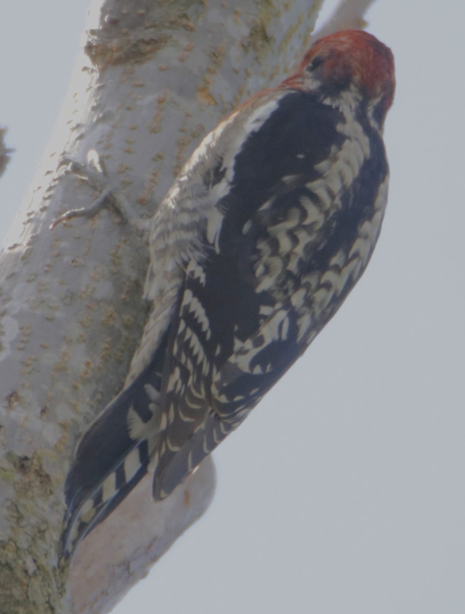 Red-breasted Sapsucker - ML615299988
