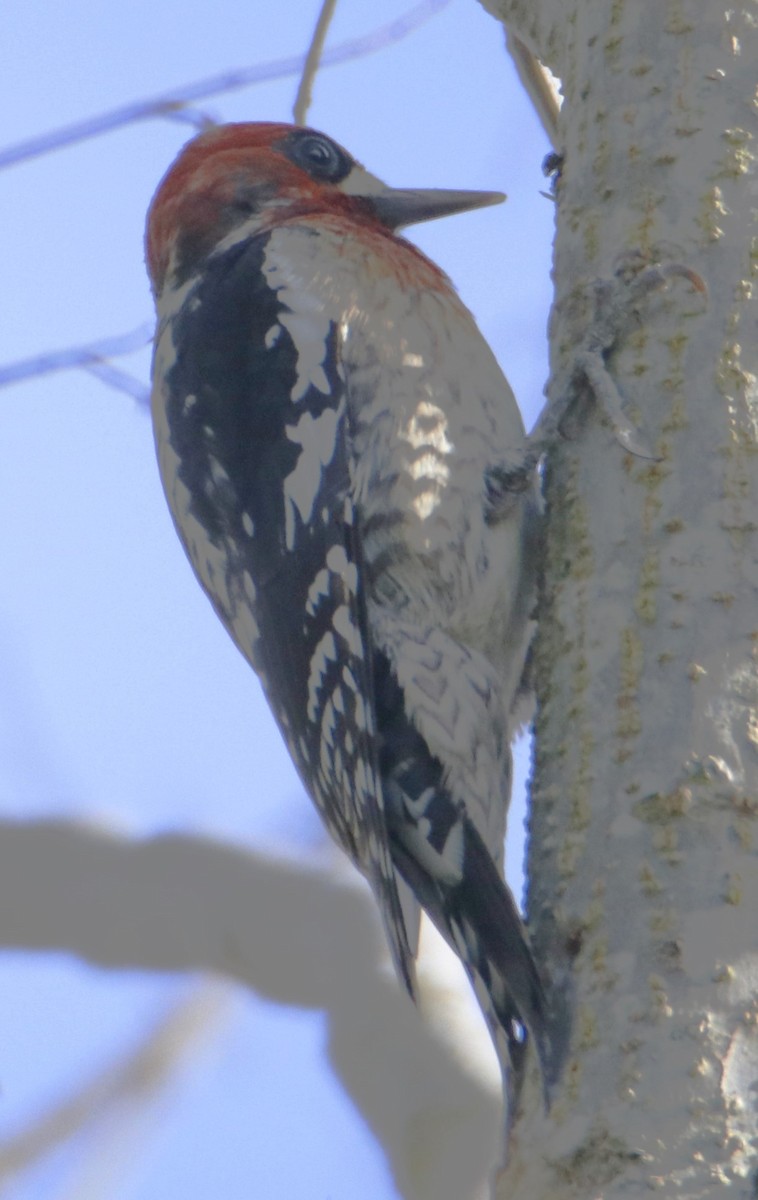 Red-breasted Sapsucker - ML615299990