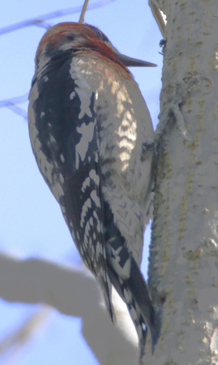 Red-breasted Sapsucker - ML615299991