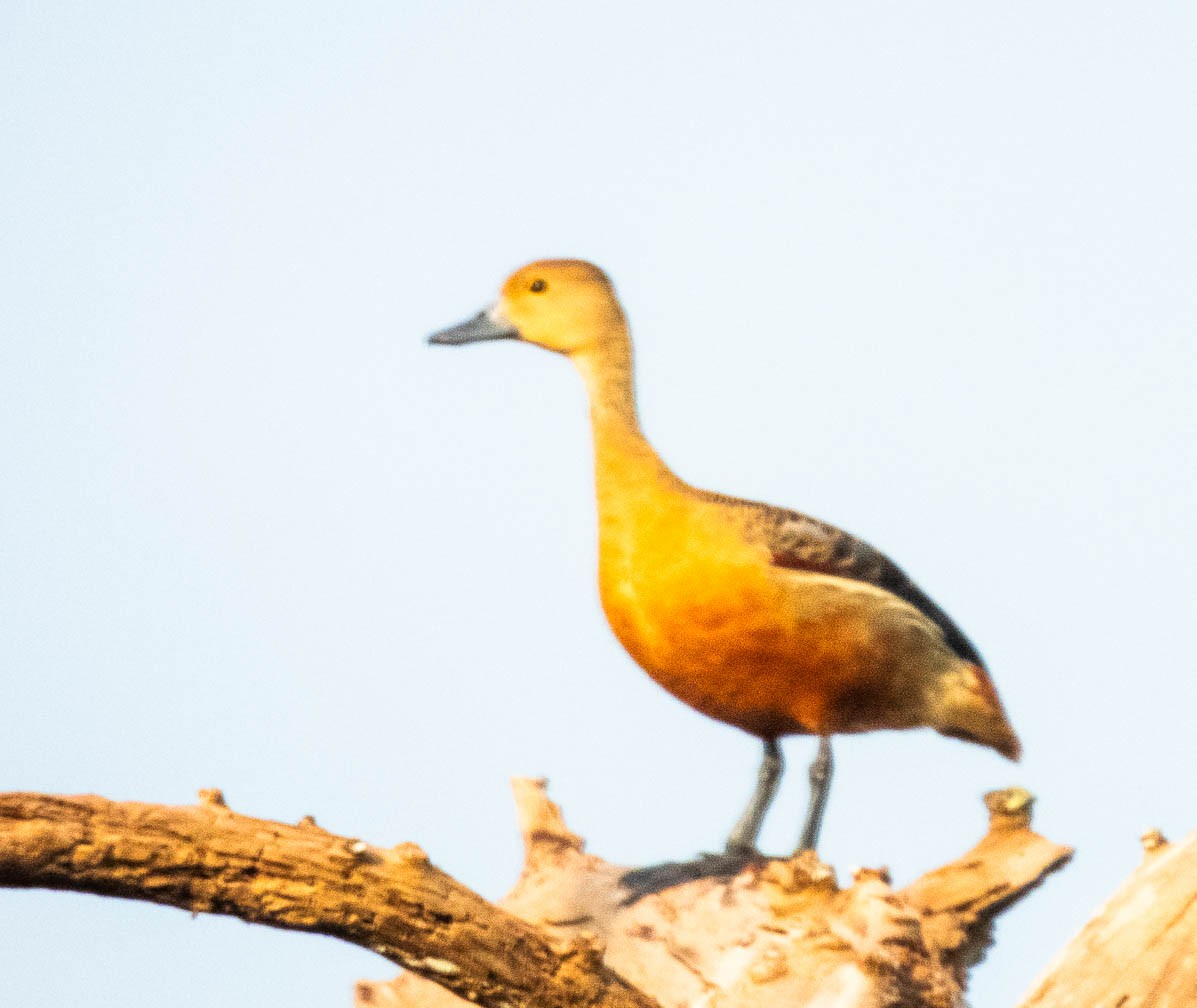 Lesser Whistling-Duck - Deepa Wimalasena