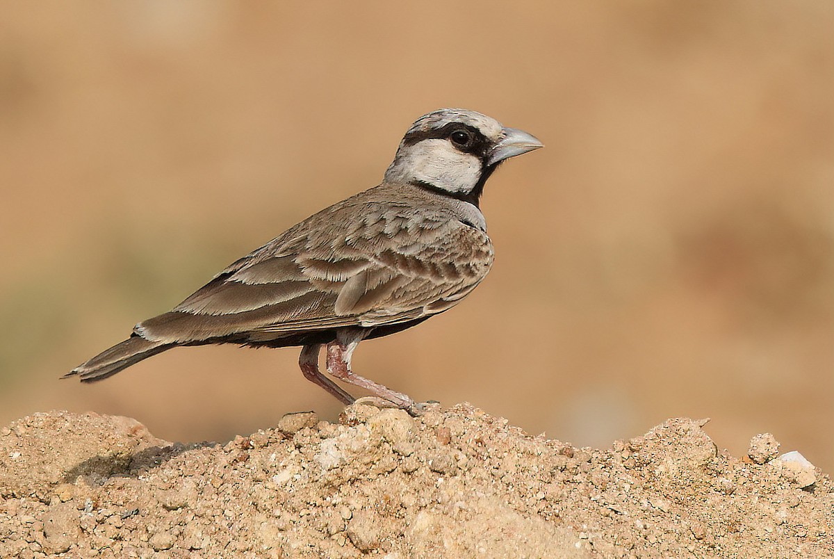 Ashy-crowned Sparrow-Lark - ML615300162