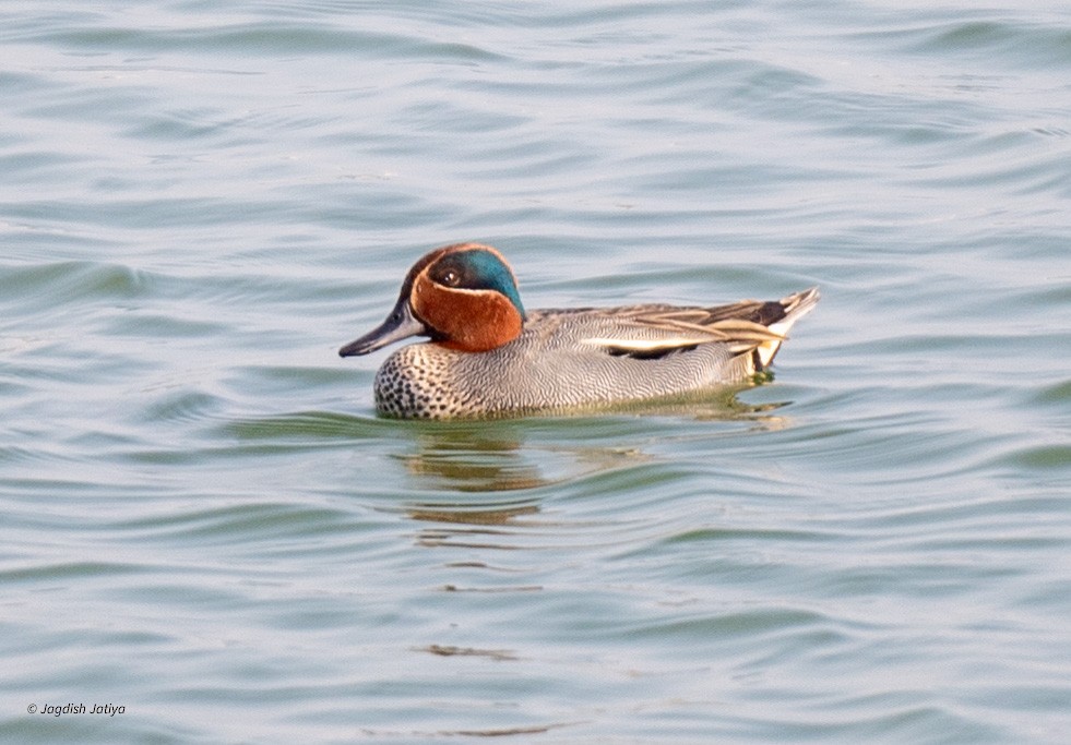 Green-winged Teal - ML615300214