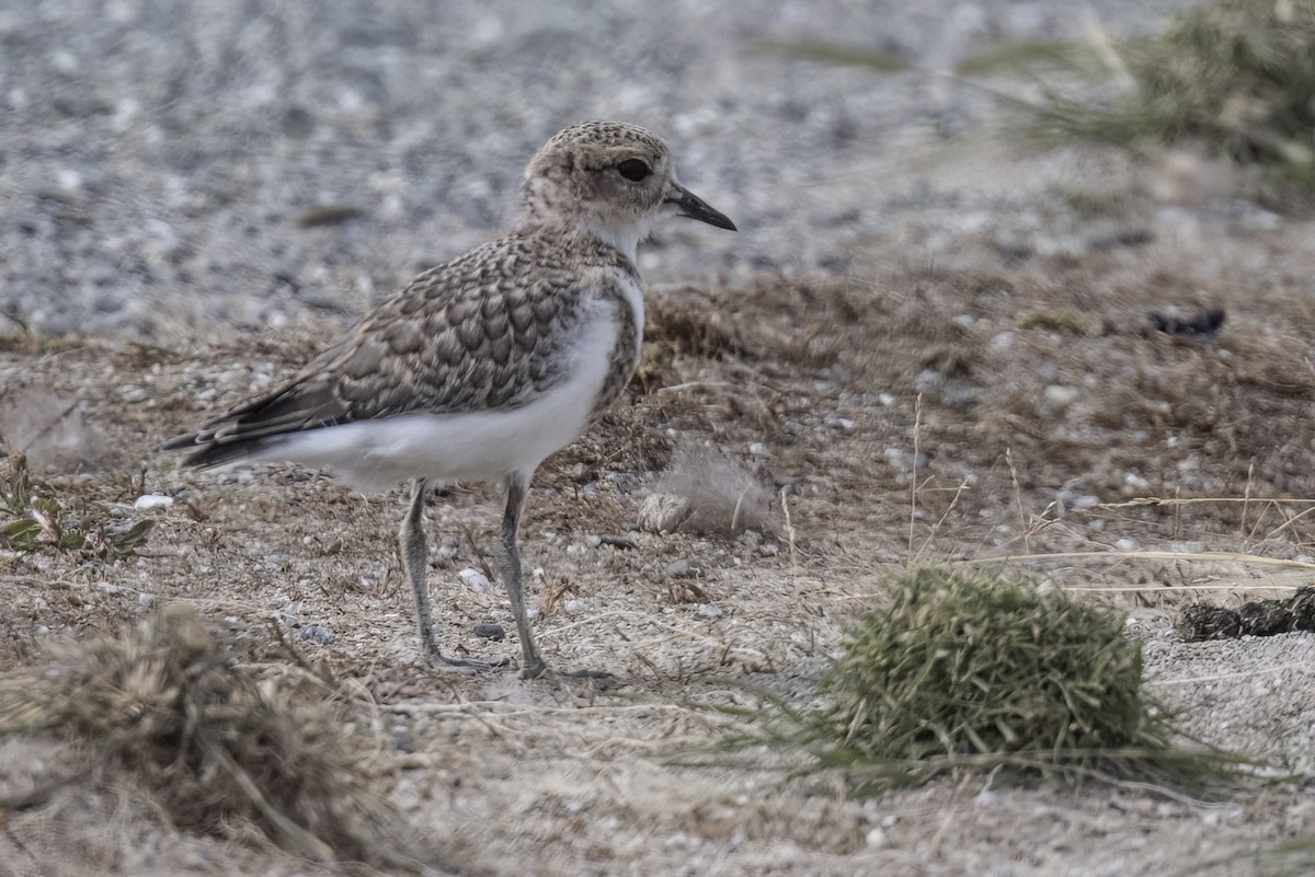 Two-banded Plover - ML615300396