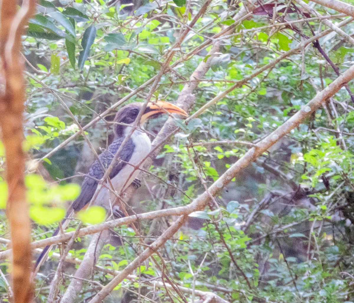Sri Lanka Gray Hornbill - ML615300398