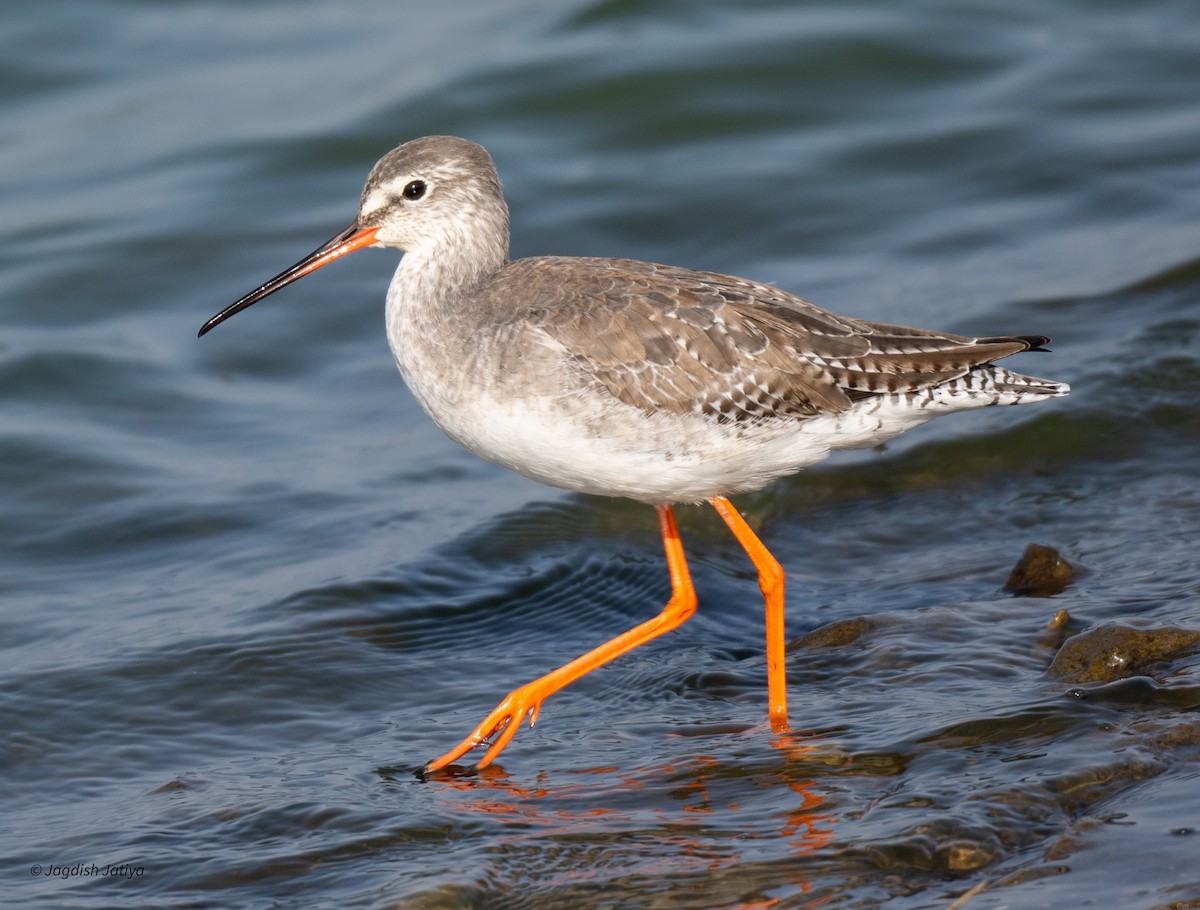 Spotted Redshank - ML615300399