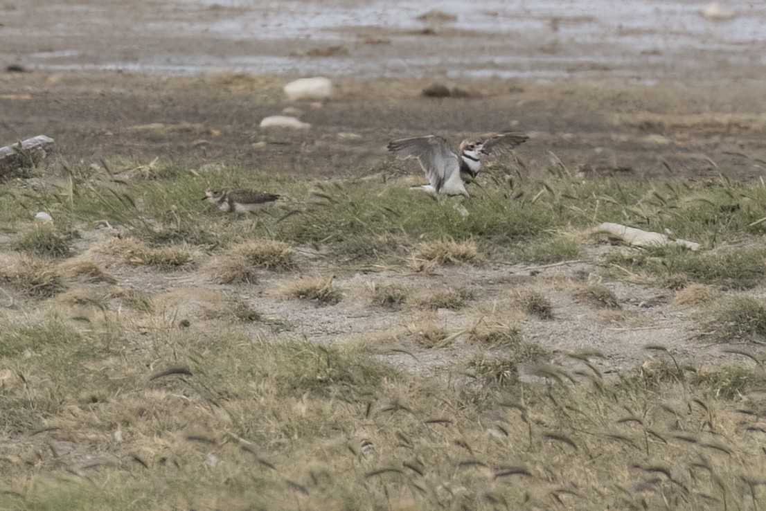 Two-banded Plover - ML615300428