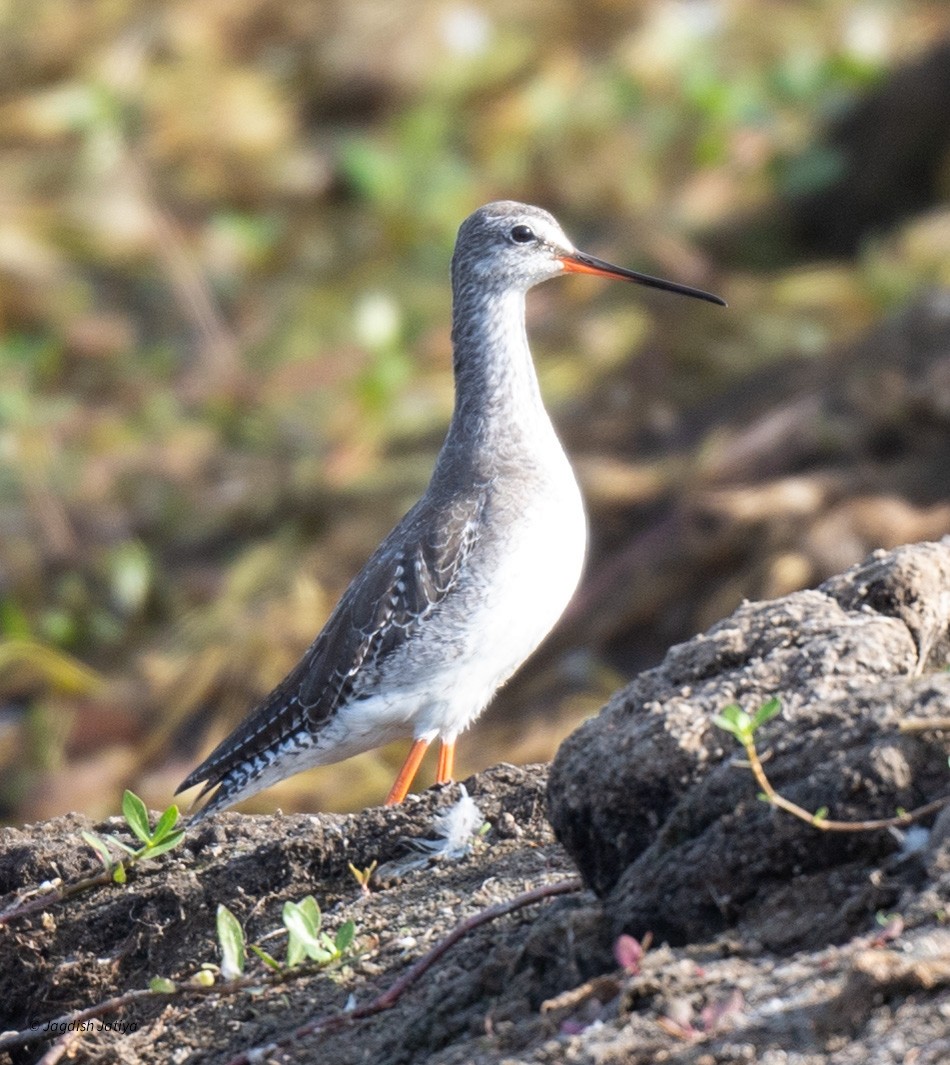Spotted Redshank - ML615300441