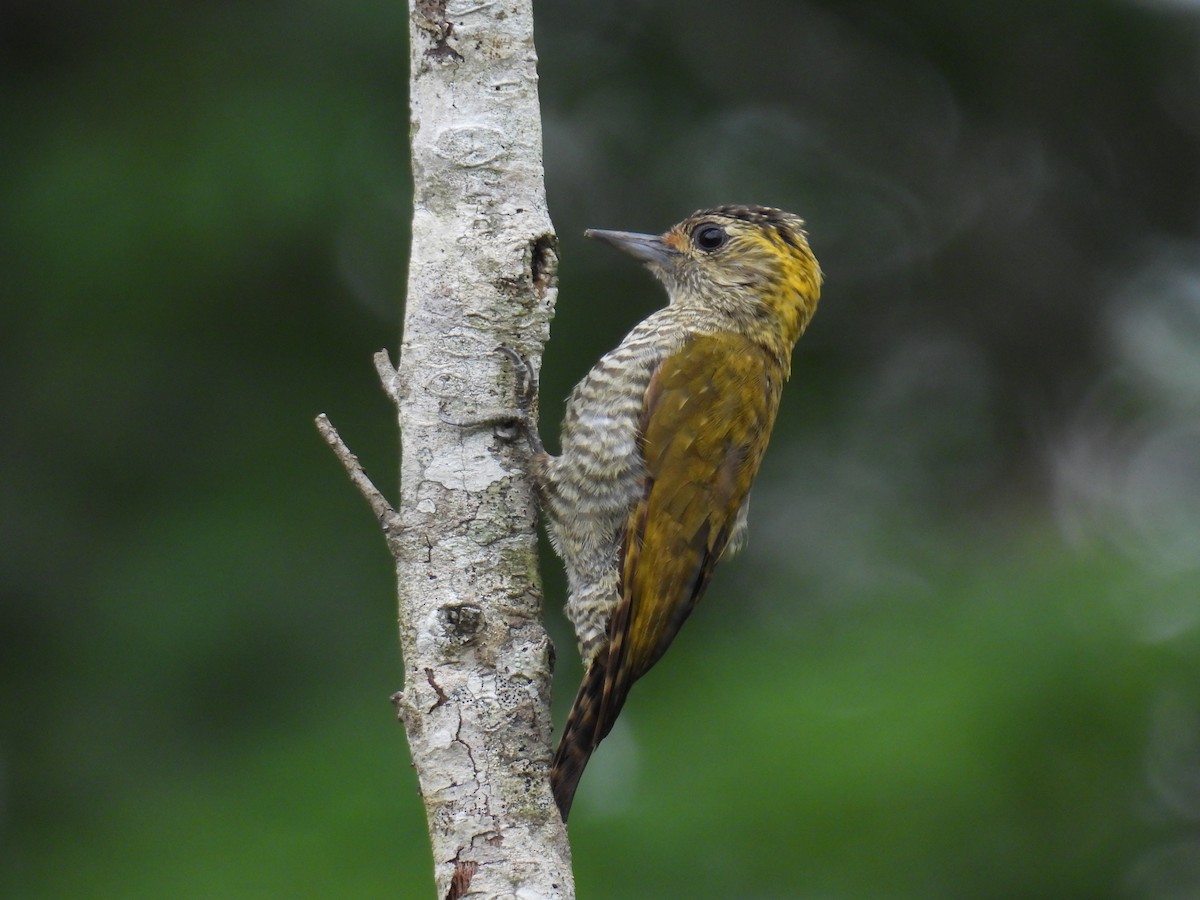 Yellow-eared Woodpecker - WILLIAM MACIEL