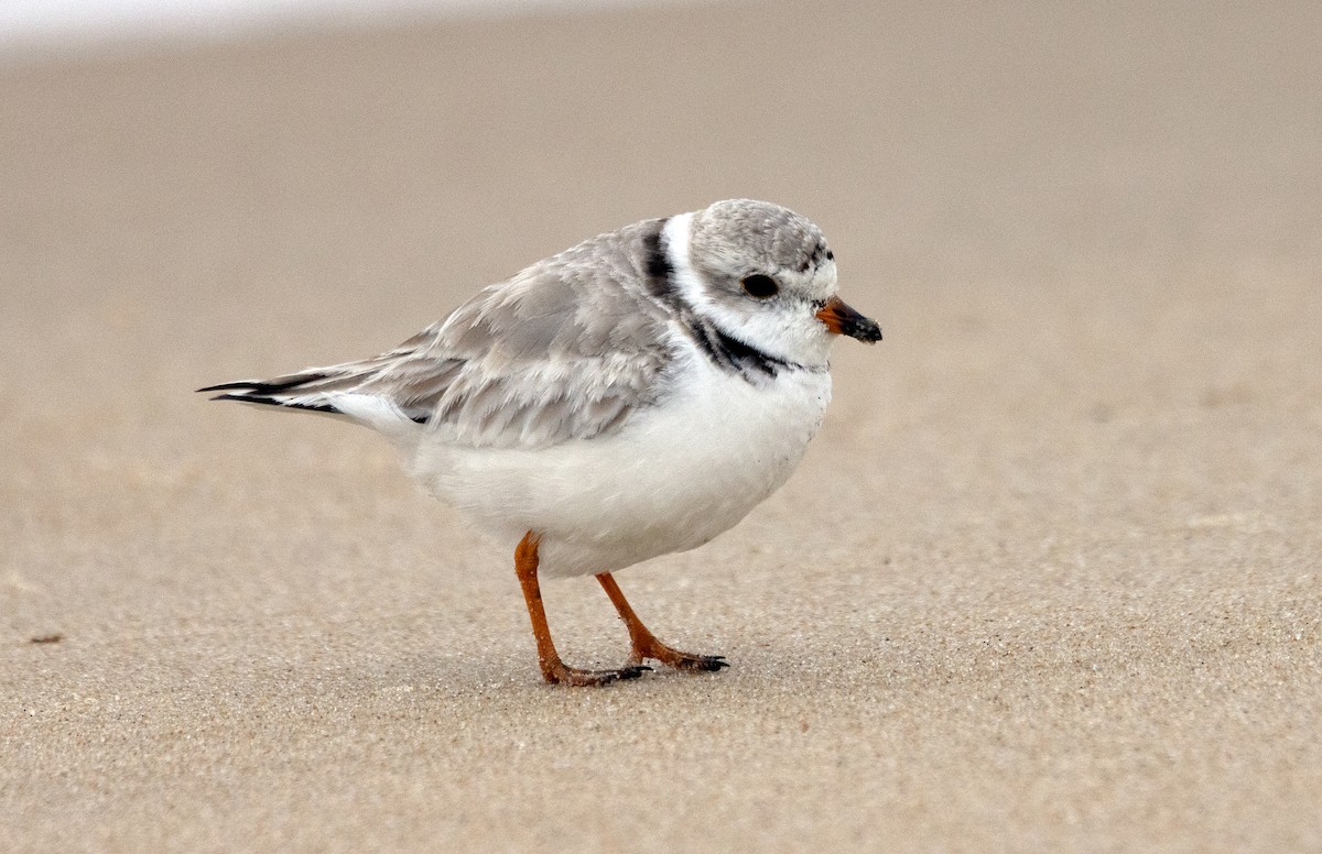 Piping Plover - ML615300678