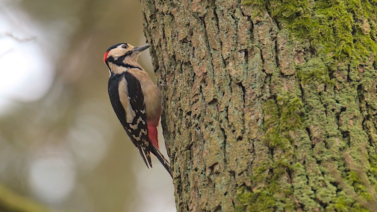 Great Spotted Woodpecker - ML615300697