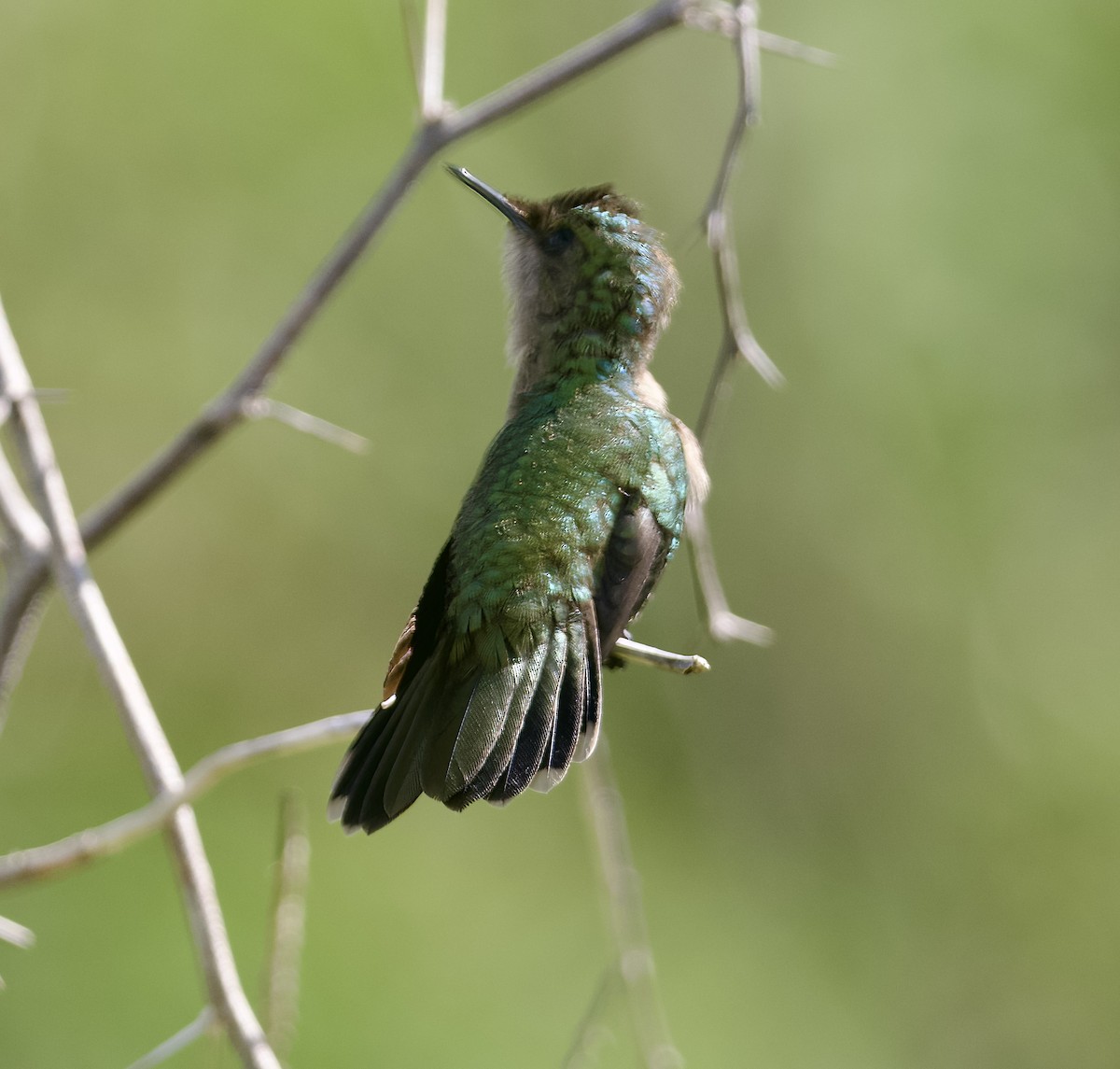 Antillean Crested Hummingbird (Lesser Antilles) - ML615300903
