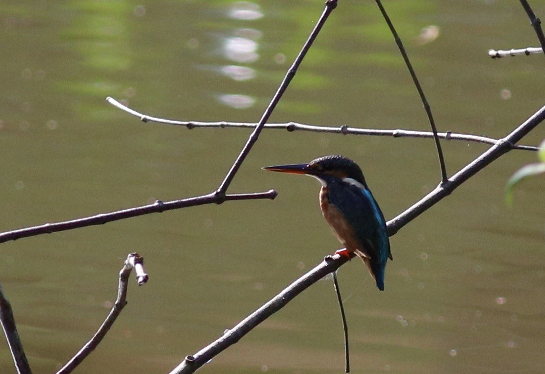 Common Kingfisher - Oliver Burton