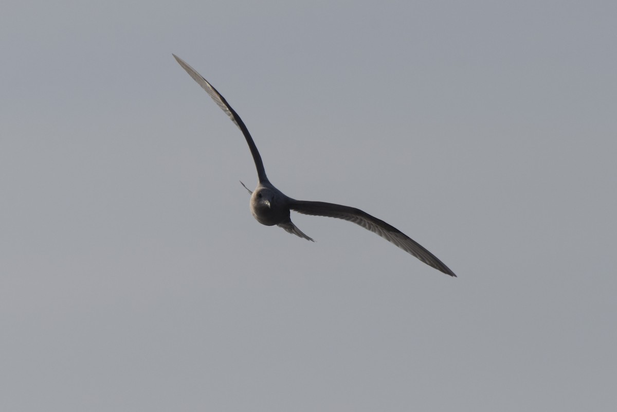 Iceland Gull (Thayer's) - ML615301025