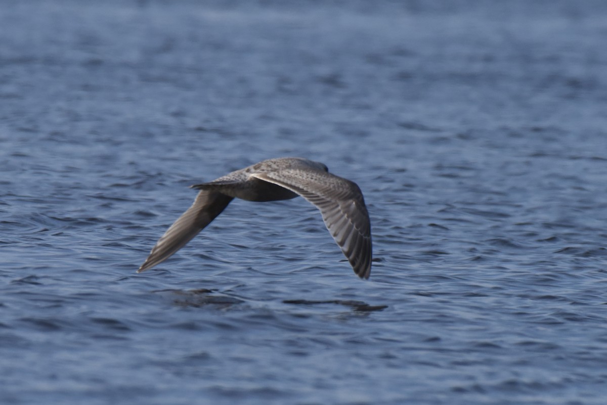 Iceland Gull (Thayer's) - ML615301028