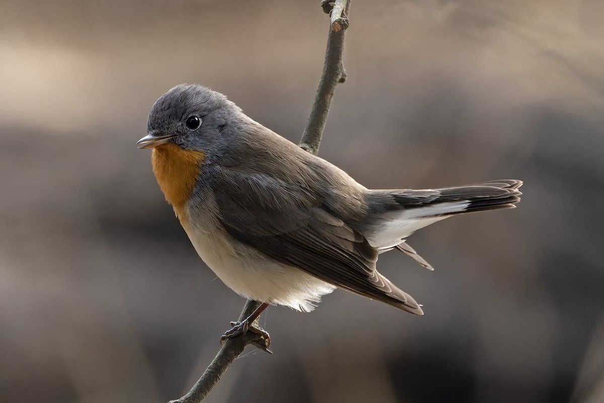 Red-breasted Flycatcher - ML615301036