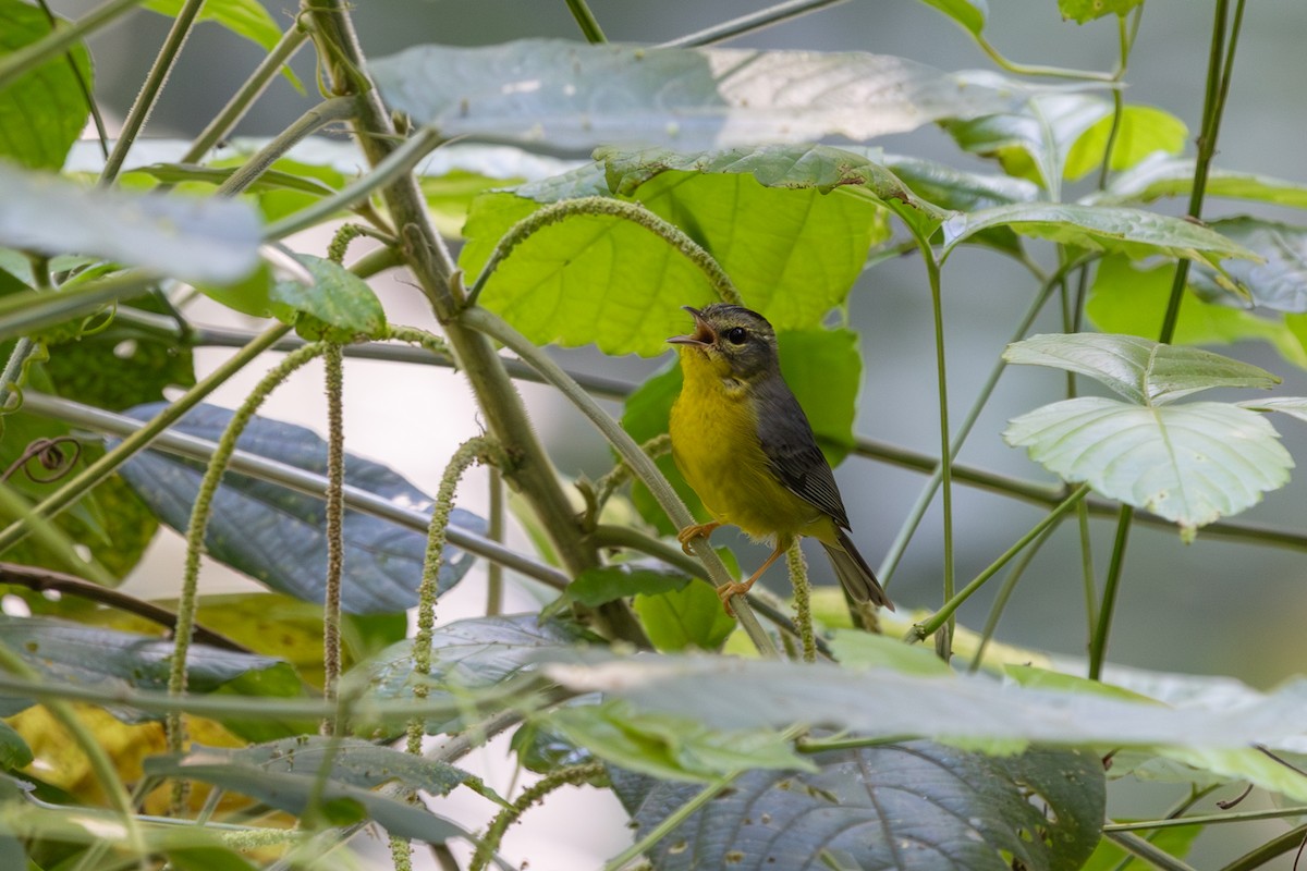 Golden-crowned Warbler - Bob Dunlap