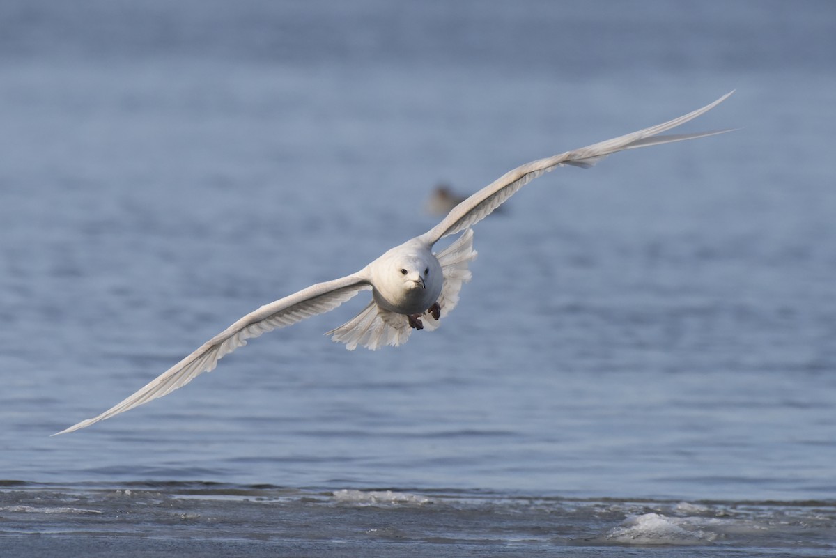 Iceland Gull (kumlieni) - Jamie Spence