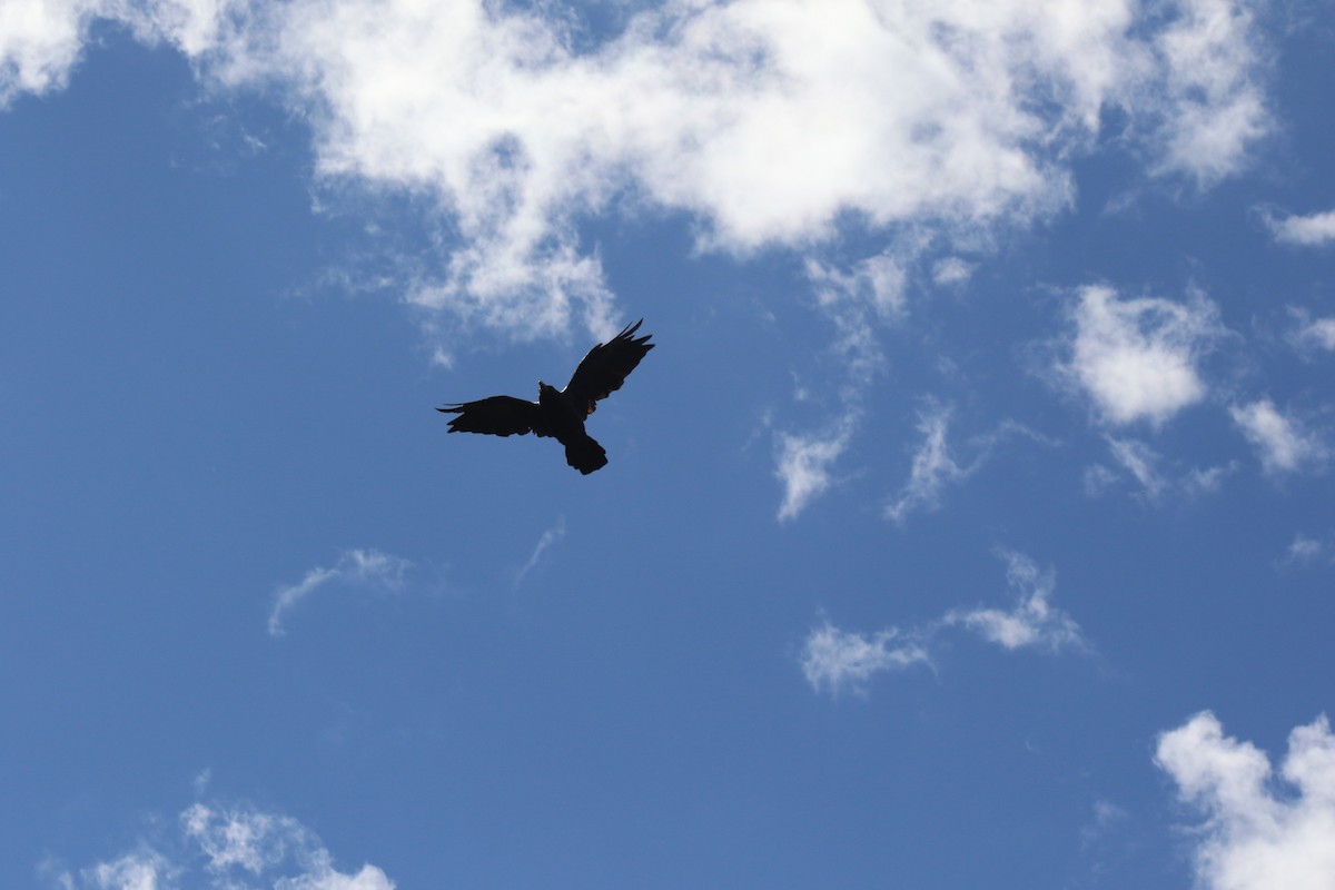 Large-billed Crow - ML615301131