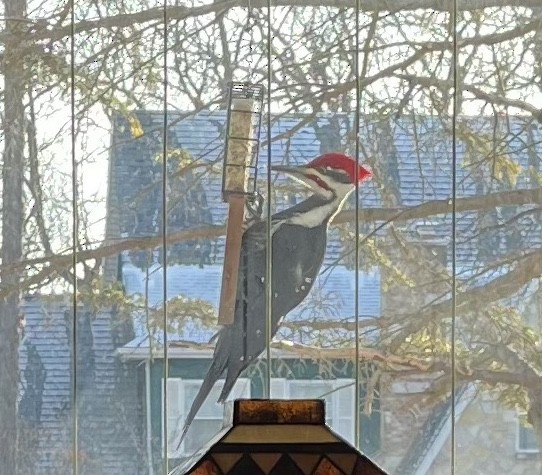 Pileated Woodpecker - Tom Ziebell