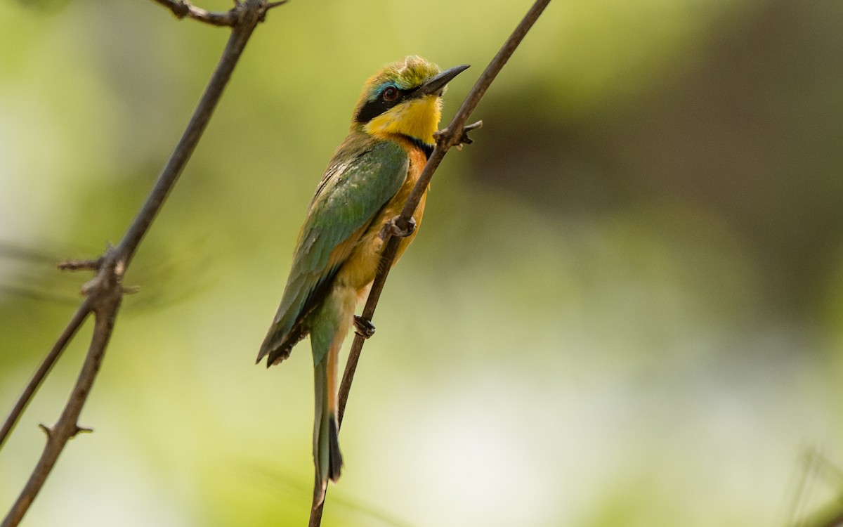 Little Bee-eater - ML615301162