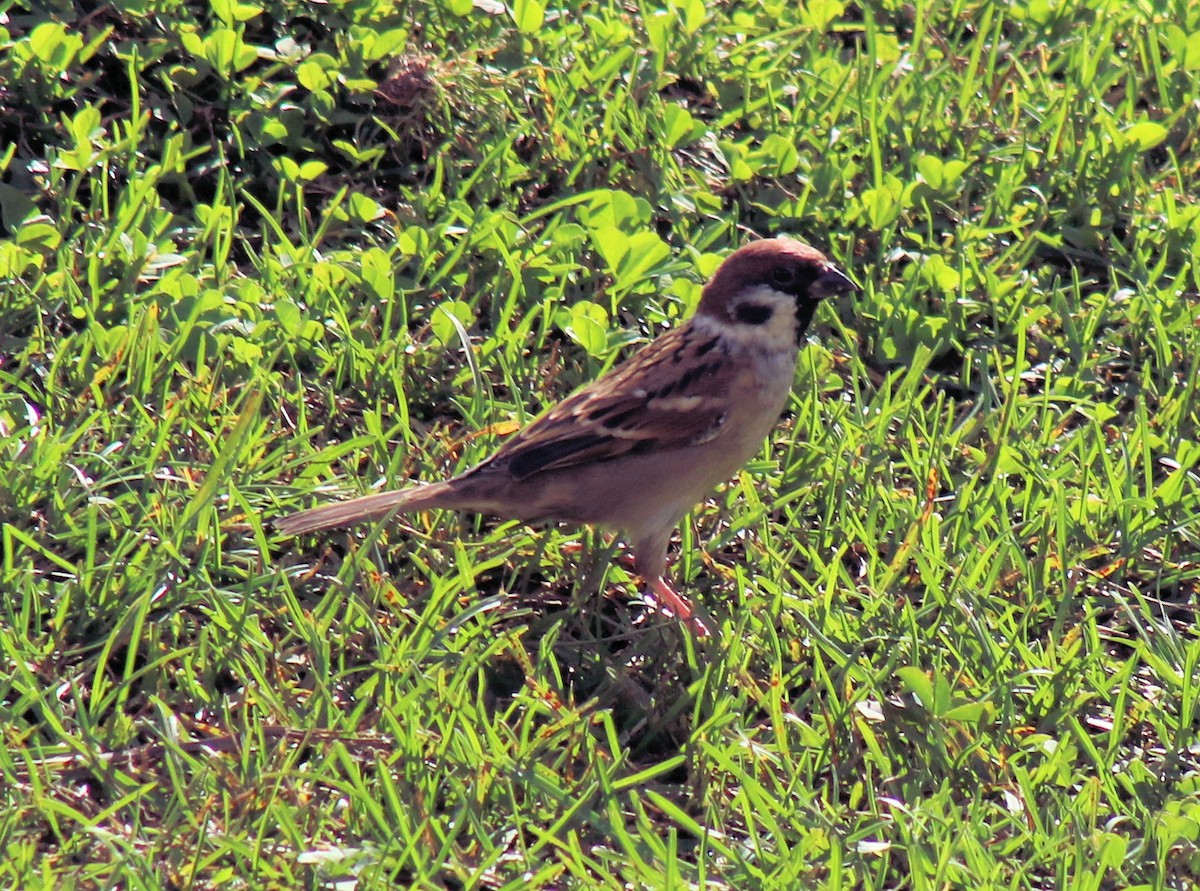 Eurasian Tree Sparrow - ML615301182